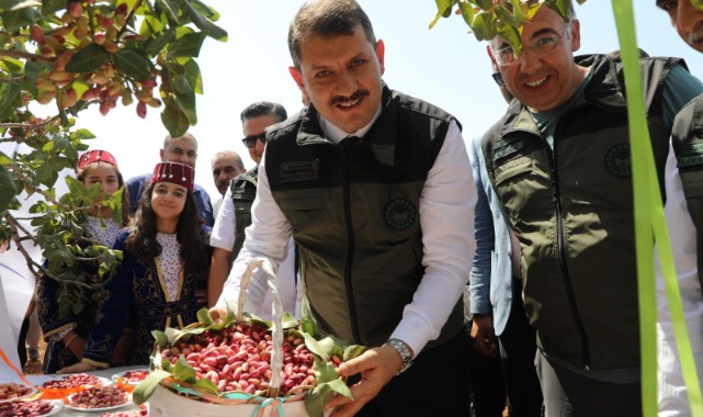 En büyük fıstık bahçesi Halfeti'de fıstık topladı