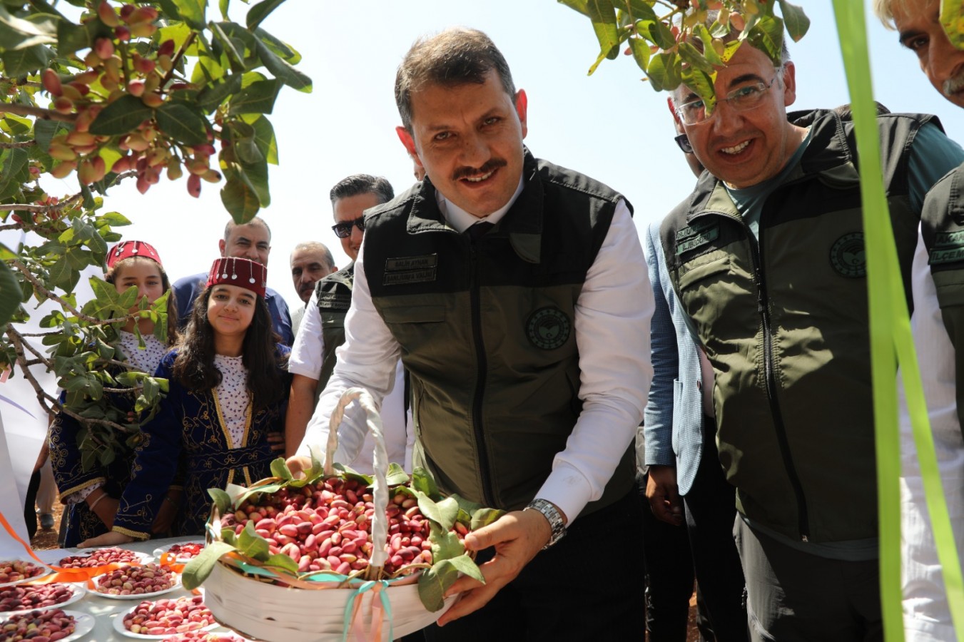 En büyük fıstık bahçesi Halfeti'de fıstık topladı