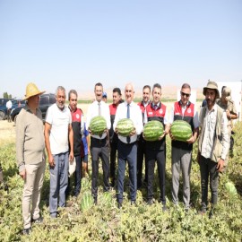 Vali Çakır, Muş Ovası'nda karpuz topladı