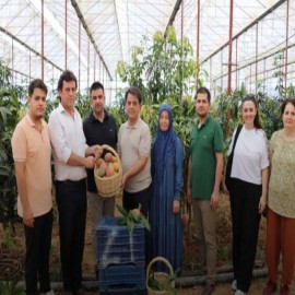30 yıl önce deneme amaçlı dikilen mangolar, ilçenin gelir kaynağı oldu