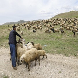 "Vanlı çiftçilere, 242 bin koyun dağıtıldı"