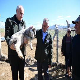 Hayvancılık işletmelerini gezen vali kuzuları sevdi
