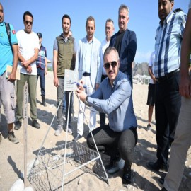 Bu yılın ilk Caretta yuvasını koruma altına aldı