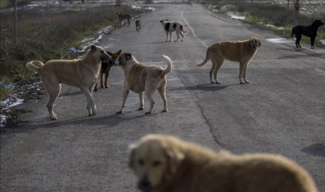 "Sokaklarda sahipsiz tek bir köpek bulunmayacak"