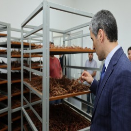 Afyonkarahisar’ın şifa kaynağı bitkileri ekonomiye kazandırılıyor