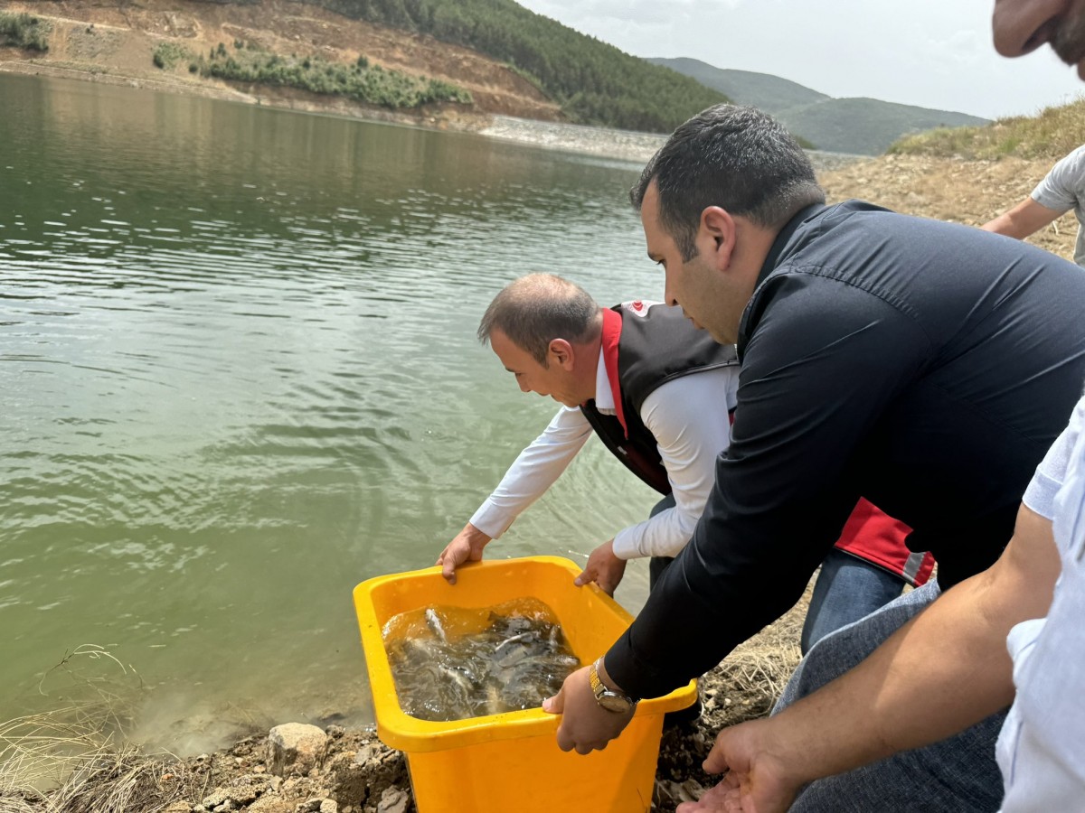 Kelkit'in sularına 35 bin kırmızı benekli alabalık salındı;