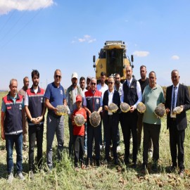 Aksaray’da ayçiçeği bereketi
