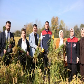 Düzce'nin coğrafi işaretli pirincinde verim arttı, su tüketimi azaldı