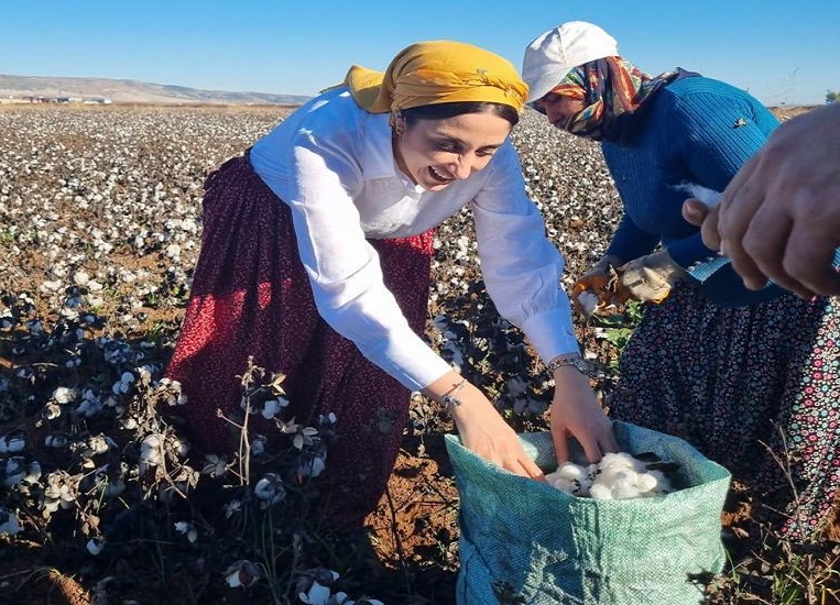İşçilerle pamuk hasadı yaptı;