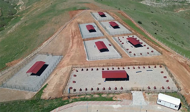 Siirt'ten Türkiye'ye örnek proje: Sokak hayvanlarına modern yaşam, atıklara geri dönüşüm;