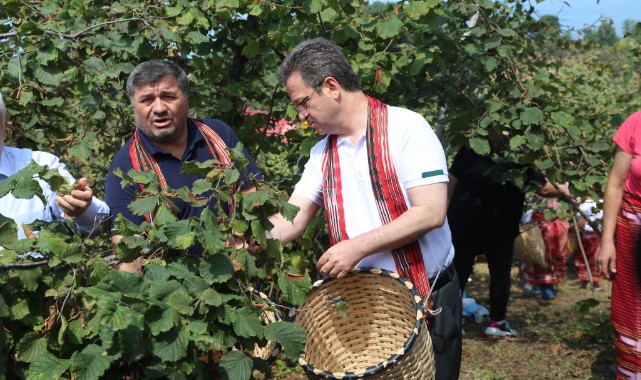 Beline sepet bağlayıp fındık topladı