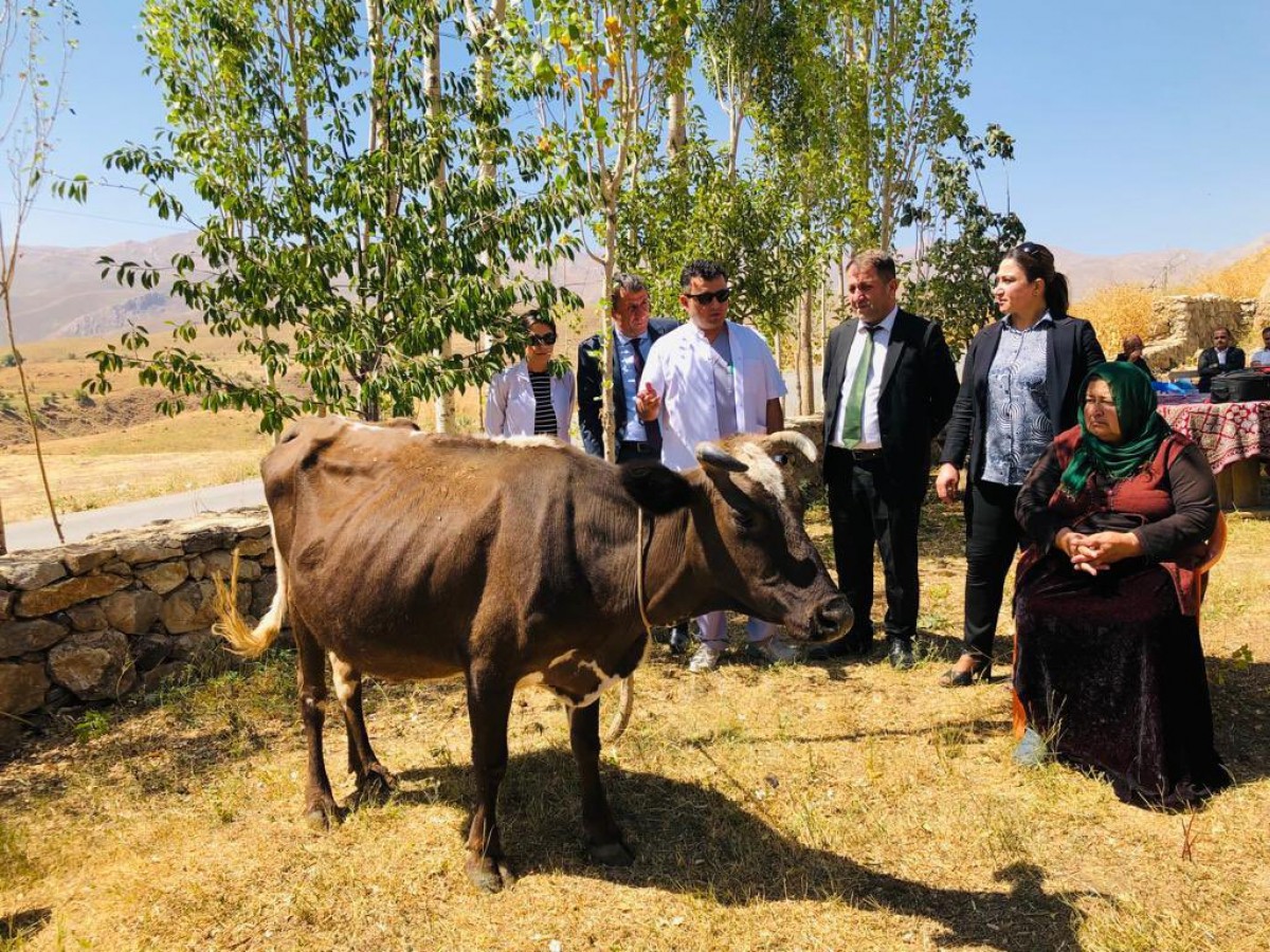 Dağdan düşerek telef olan ineğin yerine yenisi alındı;
