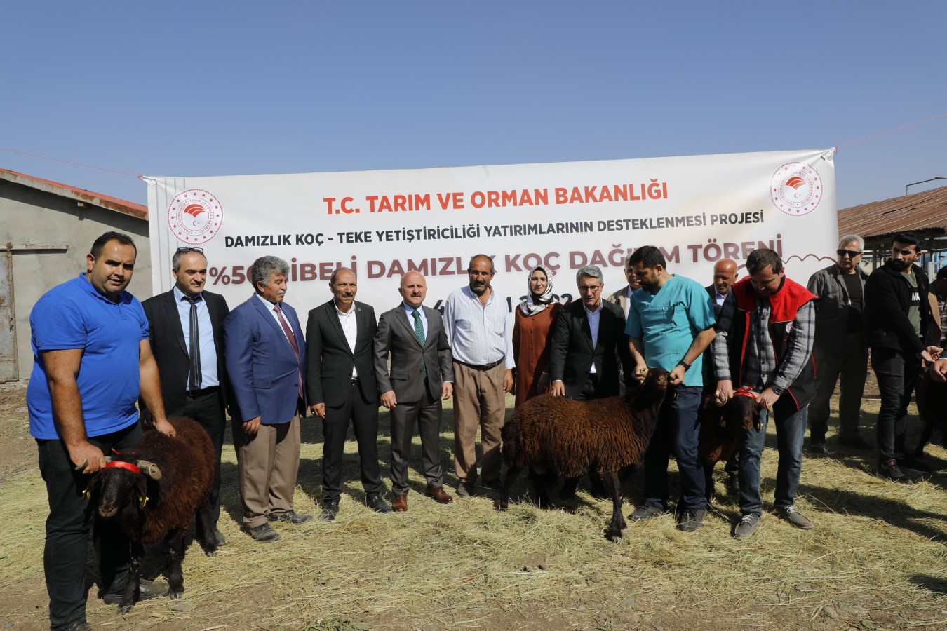Damızlık koç dağıttı;