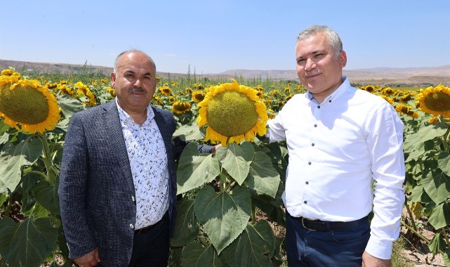 Ayçiçeği üretiminde rekor artış