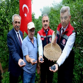 Artvin’de fidan destekleriyle mavi yemiş üretimi güç kazanıyor