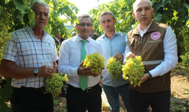 Sultaniye üzümünde ihracat başladı, ilk TIR'lar yola çıktı