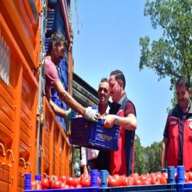 Kaymakam, tarlada domates topladı, kasa taşıdı