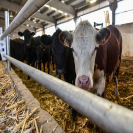 Hayvancılığı ayağa kaldıracak proje!