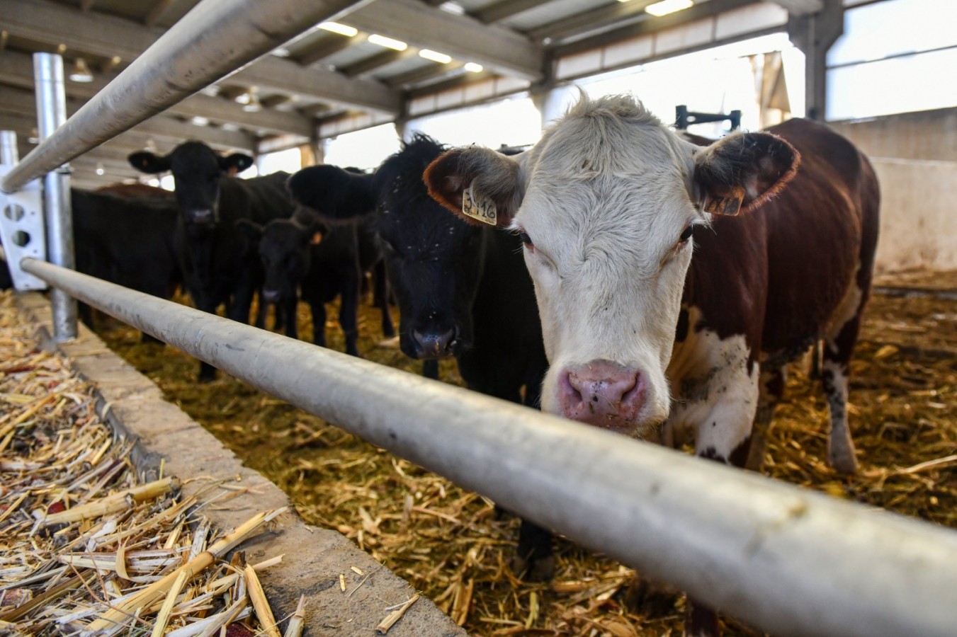 Hayvancılığı ayağa kaldıracak proje!;