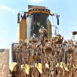Dünyanın tek parça halindeki en büyük tarım işletmesi Urfa'da