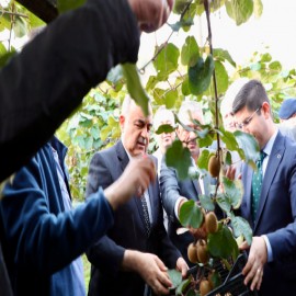 Vali Erol, coğrafi işaretli Ordu Kivisi için uyardı