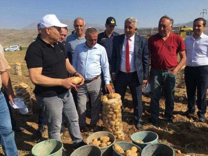 Vali Koç, çiftçilerle patates topladı;