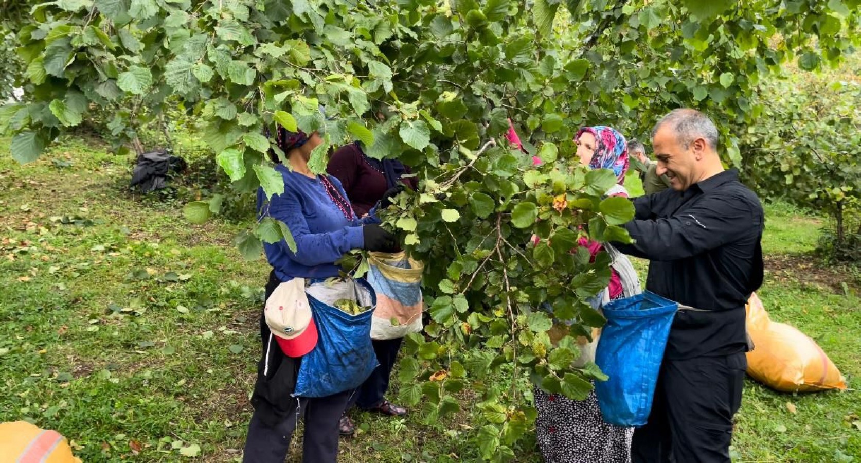 Ordu Valisi Tuncay Sonel, fındık topladı