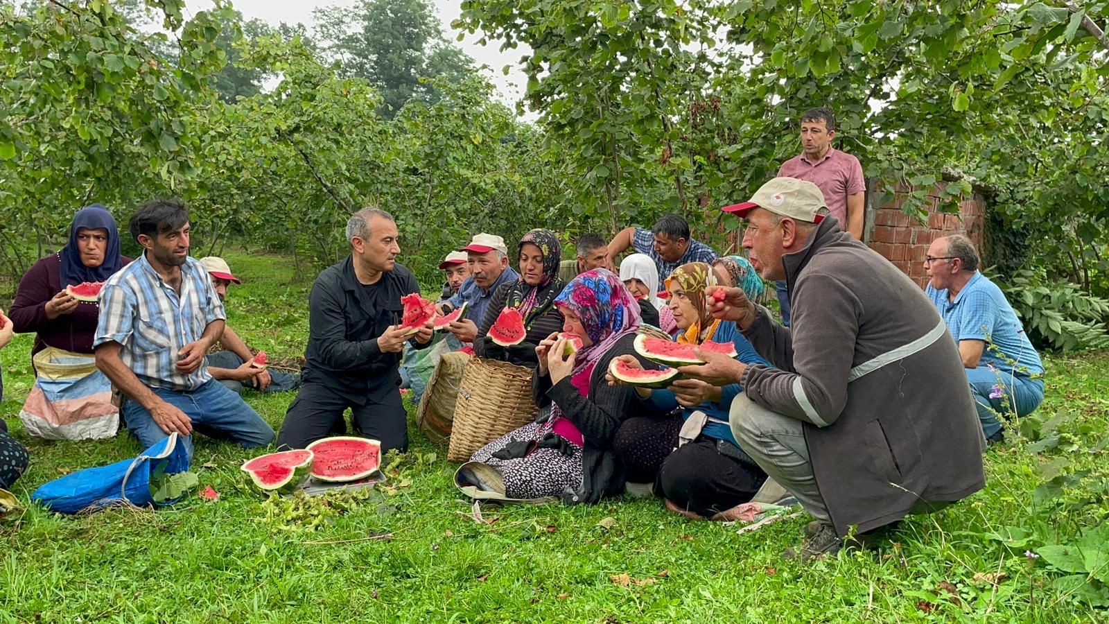 Ordu Valisi Tuncay Sonel, fındık topladı