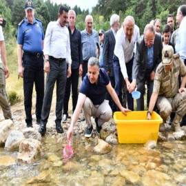 Kırmızı benekli alabalıkların yaşam alanları güçleniyor