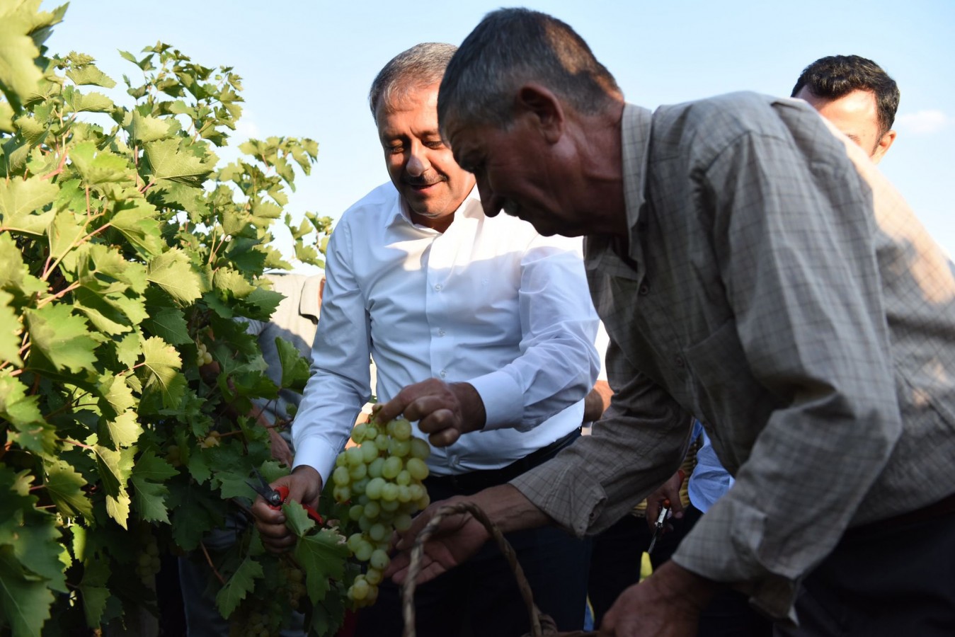 Vali Şıldak, üzüm bağında hasada katıldı;