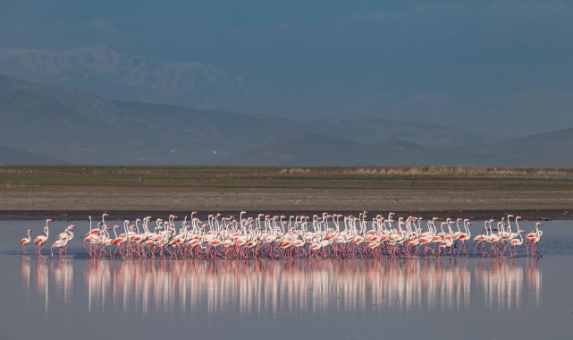 Erciş’e 'flamingo göç izleme terası' yapılacak