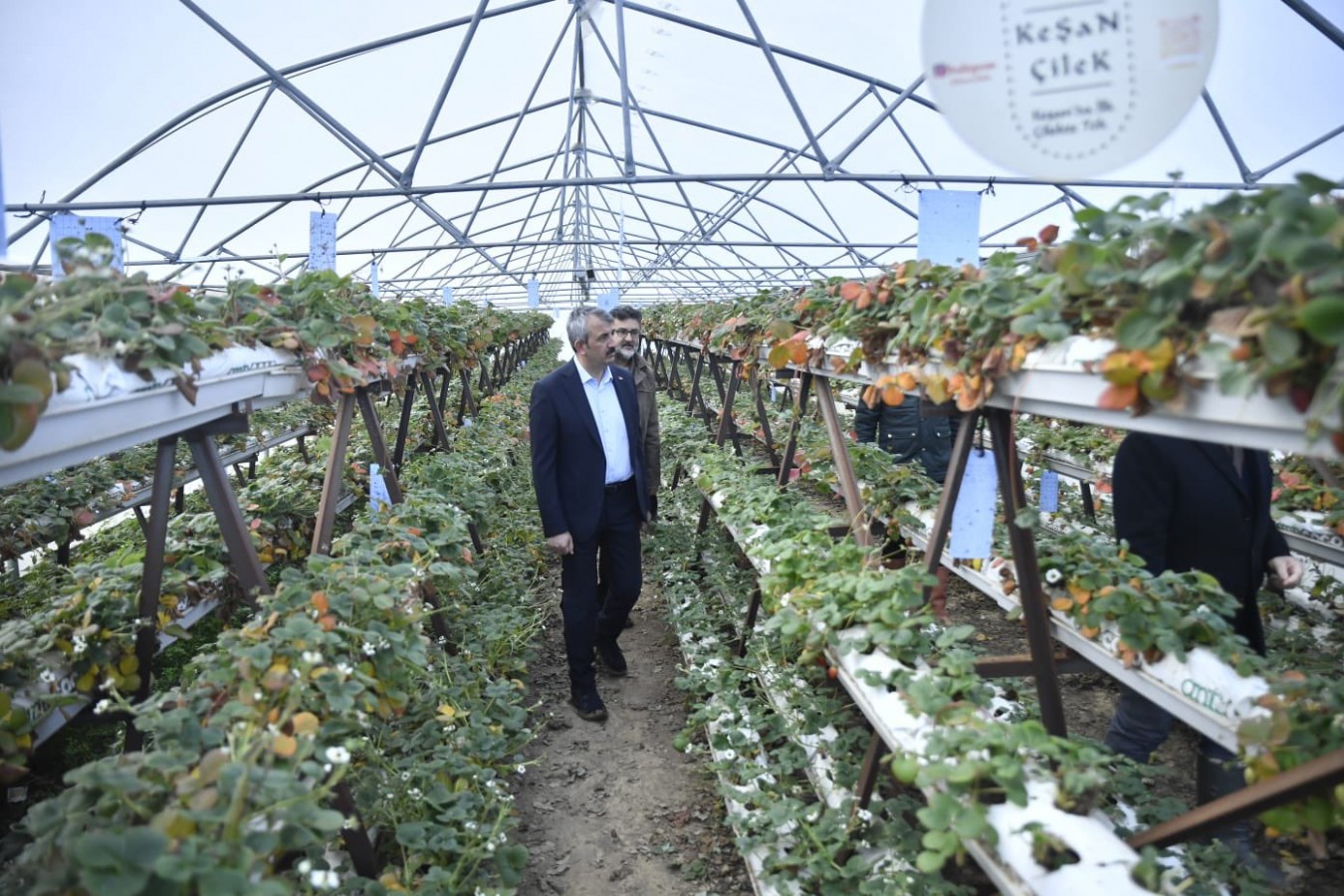 Yeni kurulan seralardaki ürünleri inceledi;