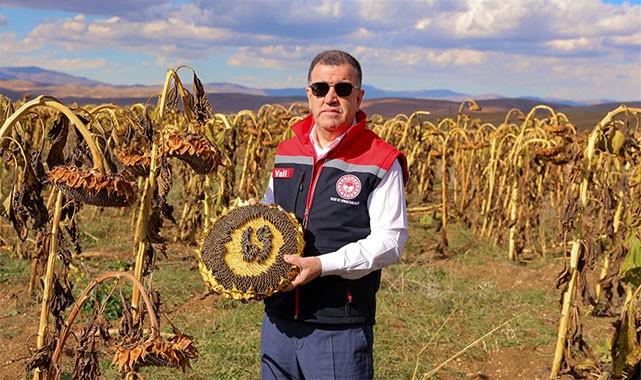 Vali Eldivan, ayçiçeği hasat etti: ''Üretim yapan her çiftçi toprağın bereketini alın teriyle yoğuruyor''