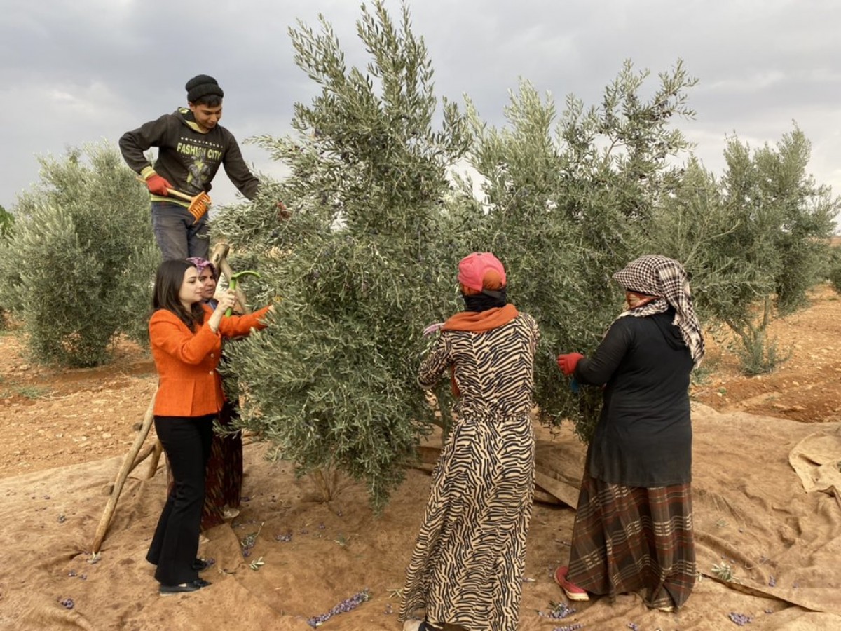 Çiftçilerle birlikte zeytin topladı