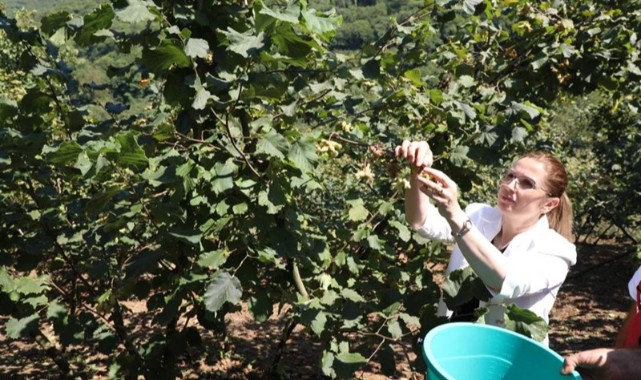 Fındık ve mısır hasadına katıldı