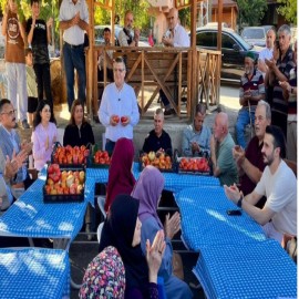 Halkın "çirkin" dediği tescilli domateste hasat başladı