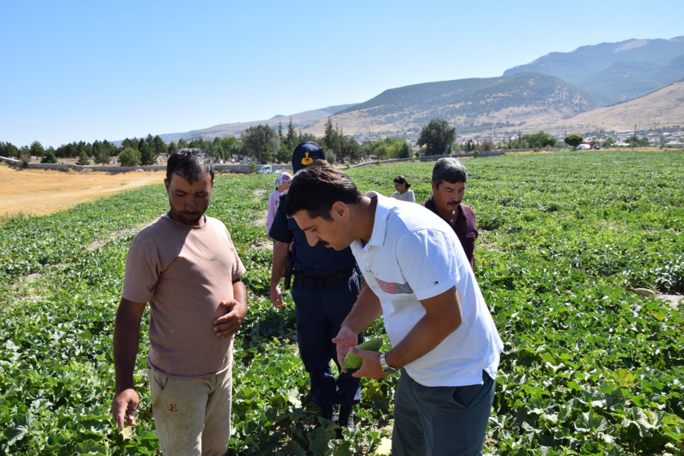 Kaymakam, tarlada hırtlak topladı;