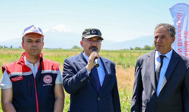 Iğdır'da karpuz hasadı başladı;