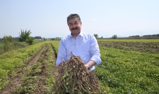 Yerli ve milli yer fıstığının hasadını yaptı