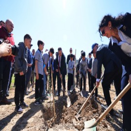 Muğla’da maden sahaları zeytinliklere dönüşüyor