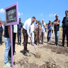 Safranbolu’da altın baharat toprakla buluştu