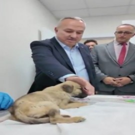 "Sahipsiz sokak hayvanları meselesini Nevşehir'in gündeminden çıkartıyoruz"