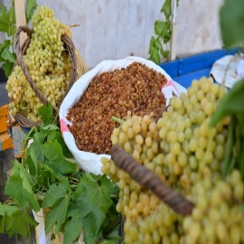 Sezonun ilk üzümü 3 bin 500 liradan alındı