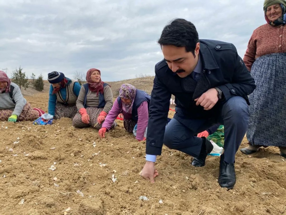 Taşköprü Sarımsağı toprakla buluşuyor;