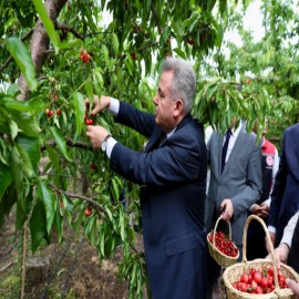 Dünyaya nam salmış Kemalpaşa Kirazı'nı topladı
