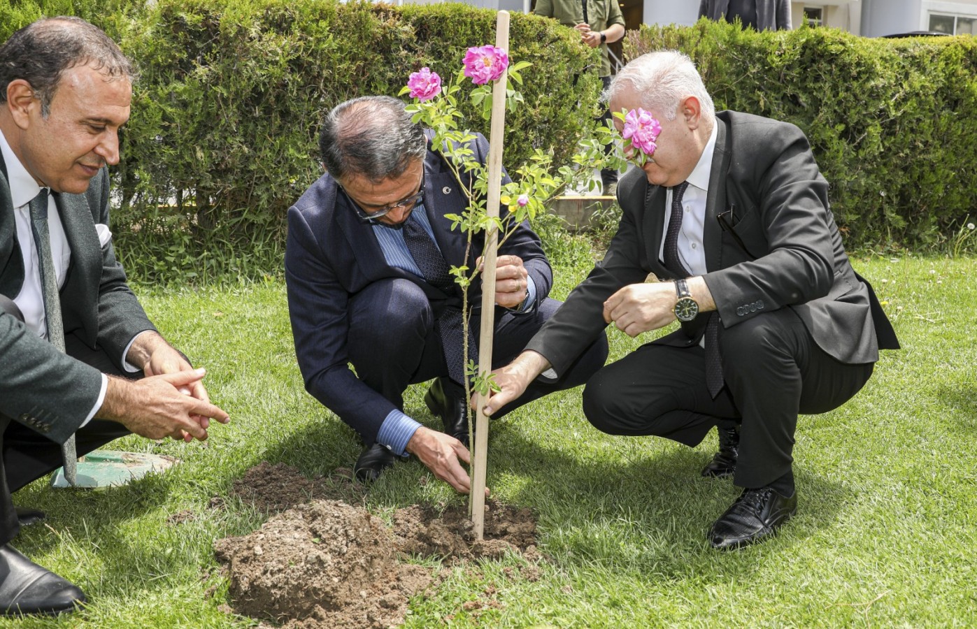 Valilik bahçesine ‘Van Gülü’ dikti;