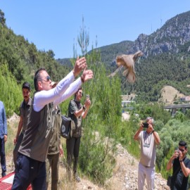Bilecik'te kınalı keklikler doğaya salındı