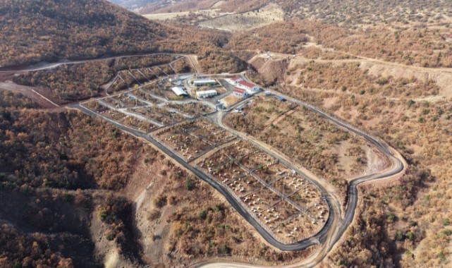 Tunceli'de sahipsiz köpeklerin yüzde 90’ı toplandı