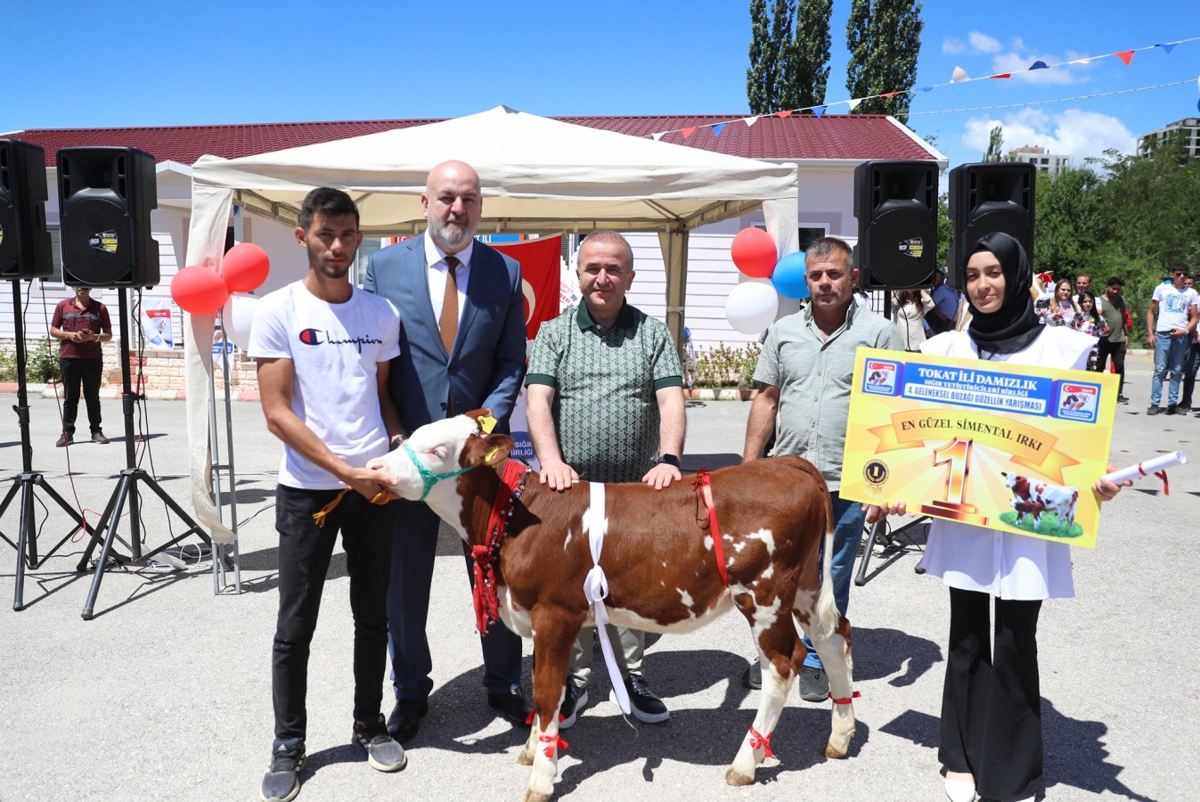 Tokat'ın en güzel buzağısı