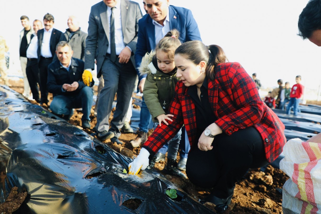 Cizre’de çilek üretimi denemesi;